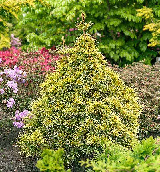 664429 - Pin parasol du Japon (Sciadopitys verticillata 'Golden Rush')