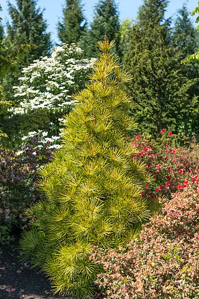 664430 - Pin parasol du Japon (Sciadopitys verticillata 'Golden Rush')