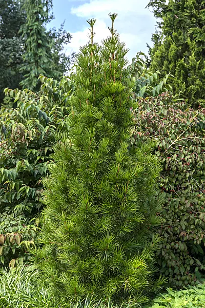 664431 - Pin parasol du Japon (Sciadopitys verticillata 'Mecki')