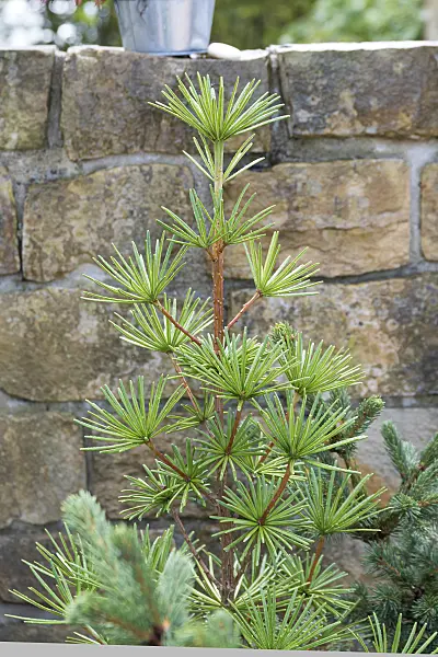 625375 - Pin parasol du Japon (Sciadopitys verticillata 'Sternschnuppe')