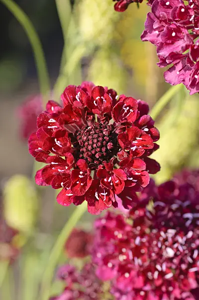 487018 - Pincushion flower (Scabiosa)