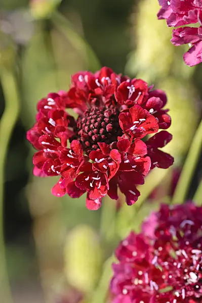 487019 - Pincushion flower (Scabiosa)