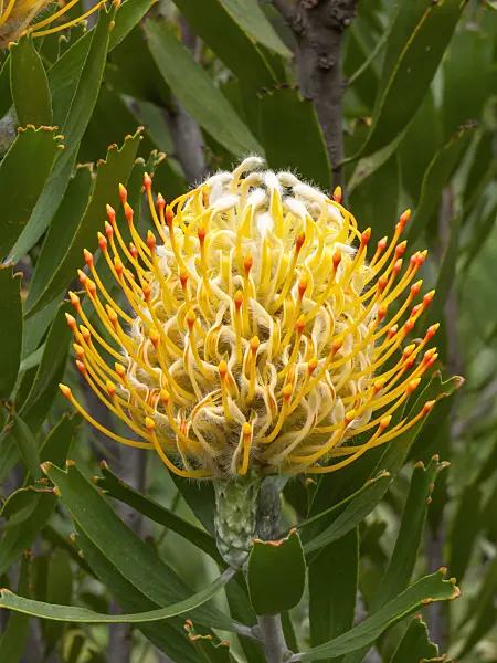 455285 - Pincushion (Leucospermum)
