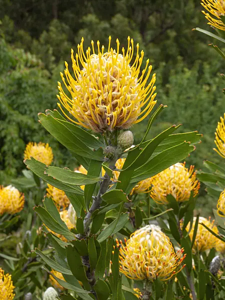 455286 - Pincushion (Leucospermum)