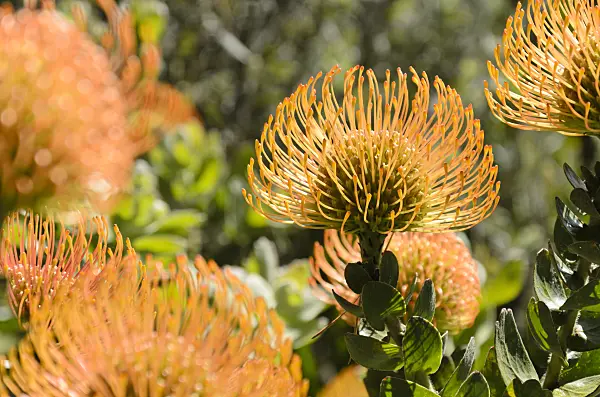 508502 - Pincushion (Leucospermum)