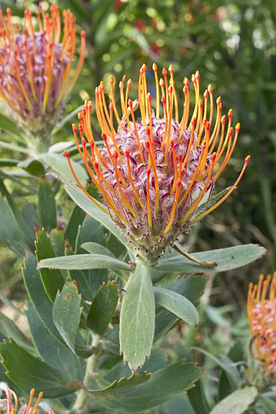 609067 - Pincushion (Leucospermum glabrum)