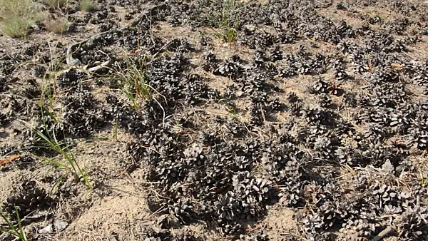 500225 - Pine cones