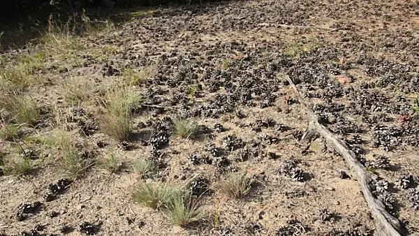 500226 - Pine cones