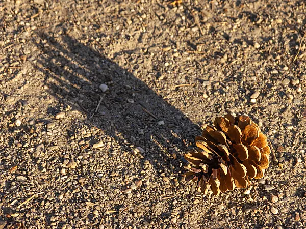 438196 - Pine (Pinus)