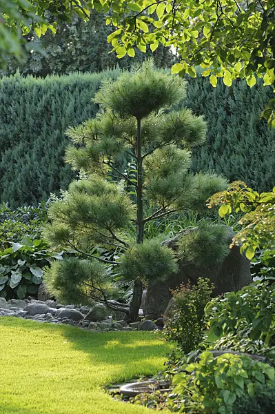 474473 - Pine (Pinus)