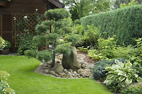 534065 - Pine (Pinus)