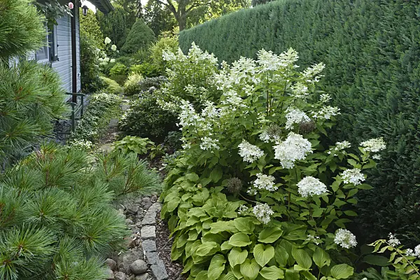 559093 - Pine (Pinus), panicle hydrangea (Hydrangea paniculata) and plantain lilies (Hosta)