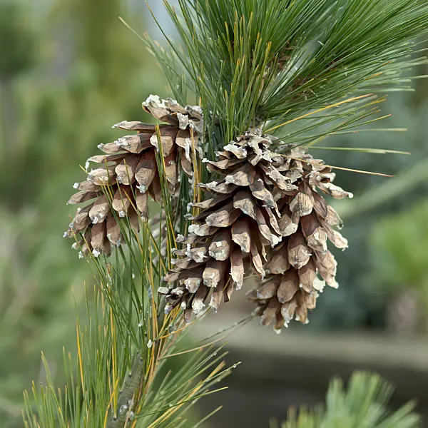 517274 - Pine (Pinus schwerinii)