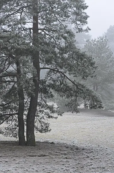 563013 - Pine (Pinus) with hoar frost