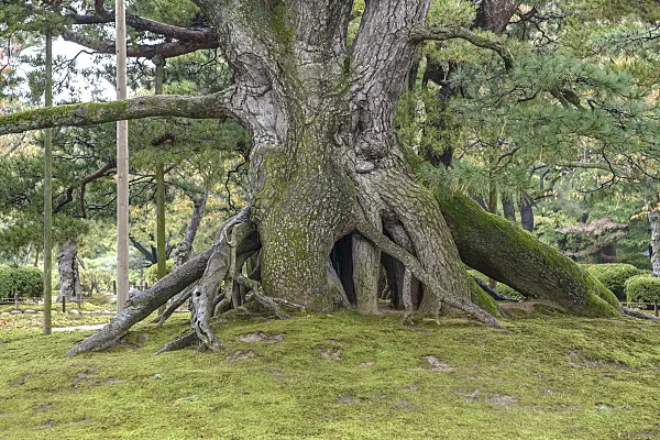 547230 - Pine (Pinus x densithunbergii)