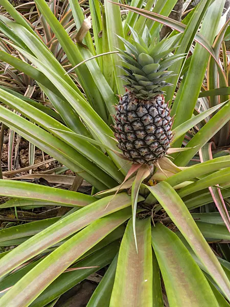 411235 - Pineapple (Ananas comosus)