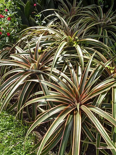 434117 - Pineapple (Ananas comosus)