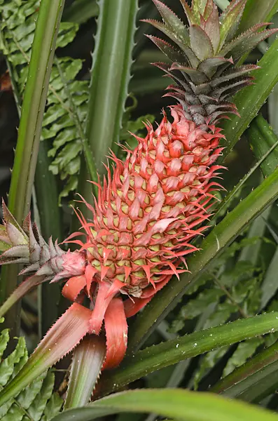 534382 - Pineapple (Ananas comosus)