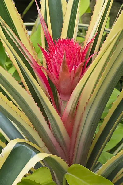 573103 - Pineapple (Ananas comosus 'Variegatus')