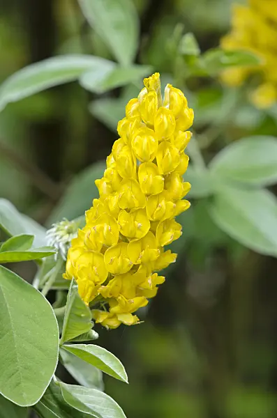 533217 - Pineapple broom (Argyrocytisus battandieri syn. Cytisus battandieri)