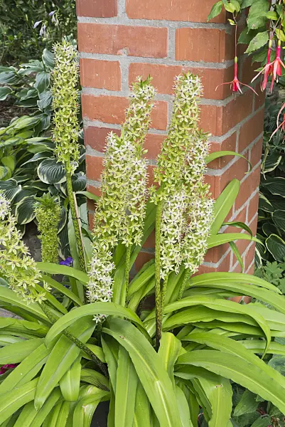 548113 - Pineapple flower (Eucomis)