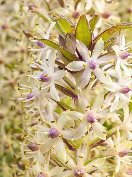 428335 - Pineapple flower (Eucomis comosa)
