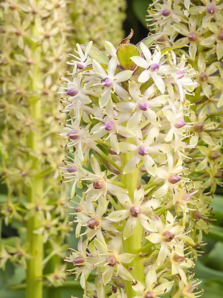 428336 - Pineapple flower (Eucomis comosa)
