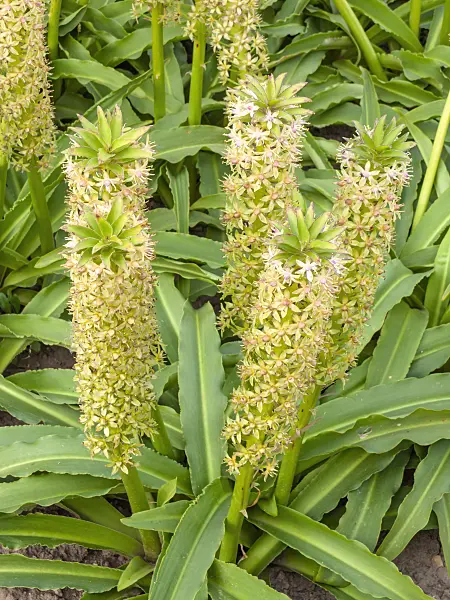 428337 - Pineapple flower (Eucomis comosa)