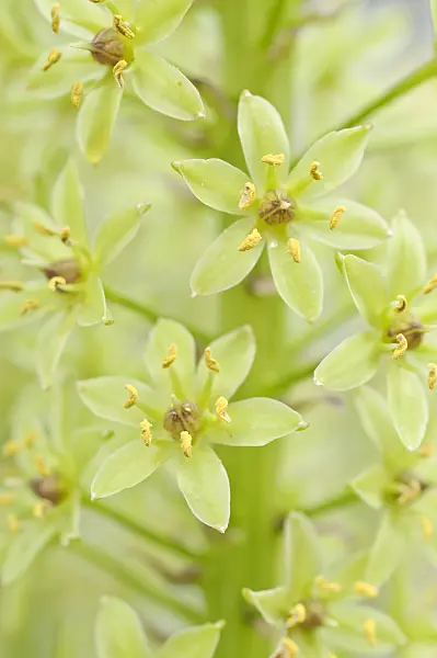 487004 - Pineapple flower (Eucomis comosa)
