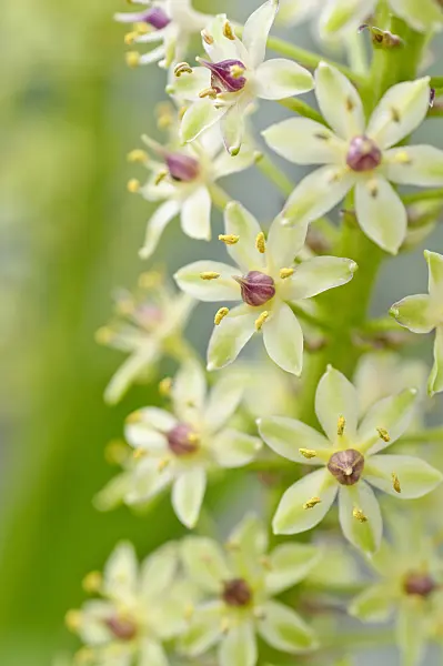 487005 - Pineapple flower (Eucomis comosa)