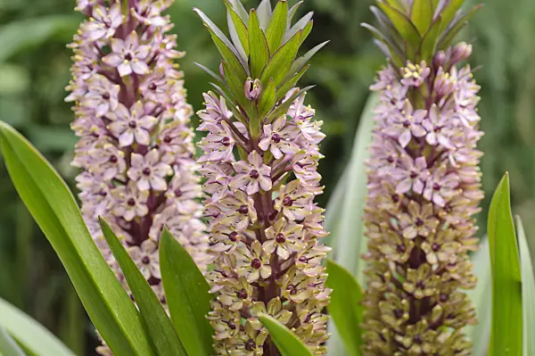 487085 - Pineapple flower (Eucomis comosa)