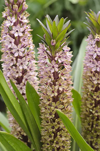 487086 - Pineapple flower (Eucomis comosa)