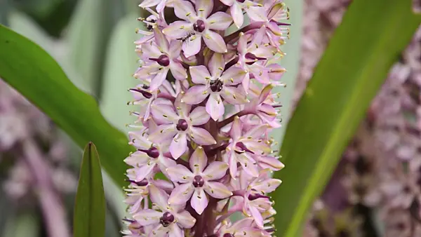 499046 - Pineapple flower (Eucomis comosa)