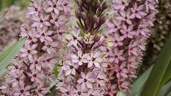 499047 - Pineapple flower (Eucomis comosa)