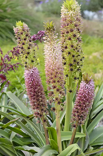 535225 - Pineapple flower (Eucomis comosa)