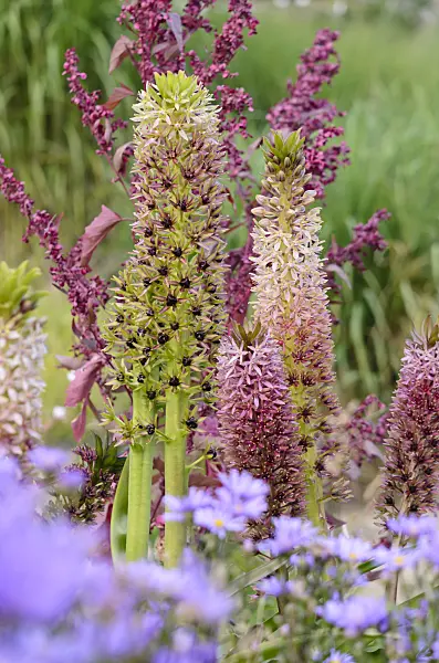 535227 - Pineapple flower (Eucomis comosa)