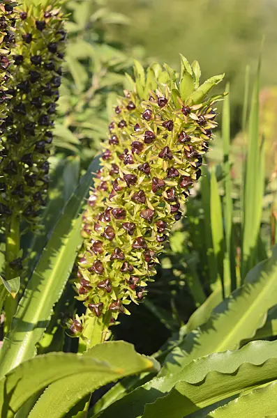 548003 - Pineapple flower (Eucomis comosa)