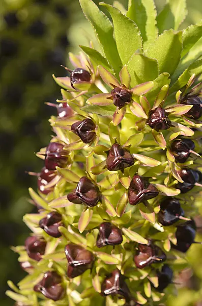 548004 - Pineapple flower (Eucomis comosa)