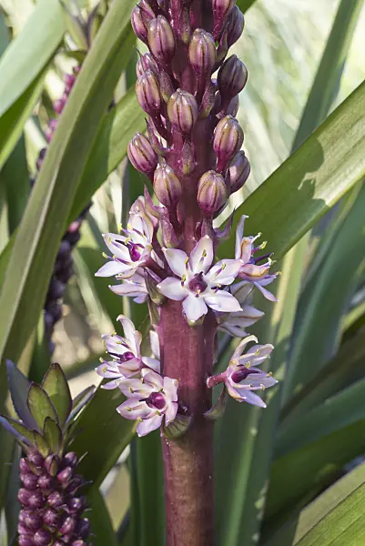 595013 - Pineapple flower (Eucomis comosa)