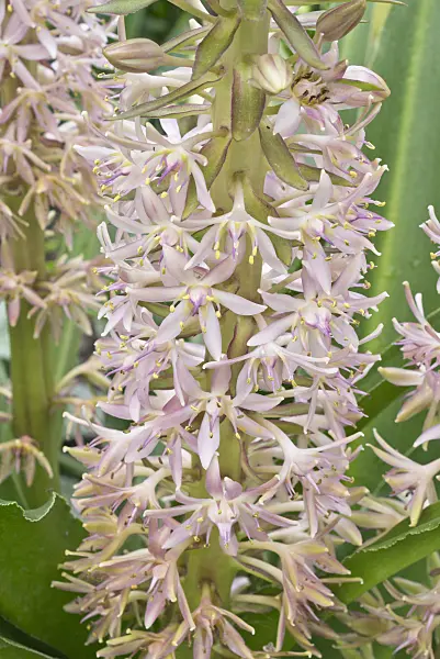 559018 - Pineapple flower (Eucomis pole-evansii)