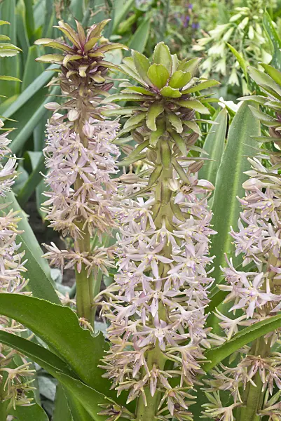559019 - Pineapple flower (Eucomis pole-evansii)
