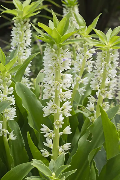 558346 - Pineapple flower (Eucomis zambesiaca)