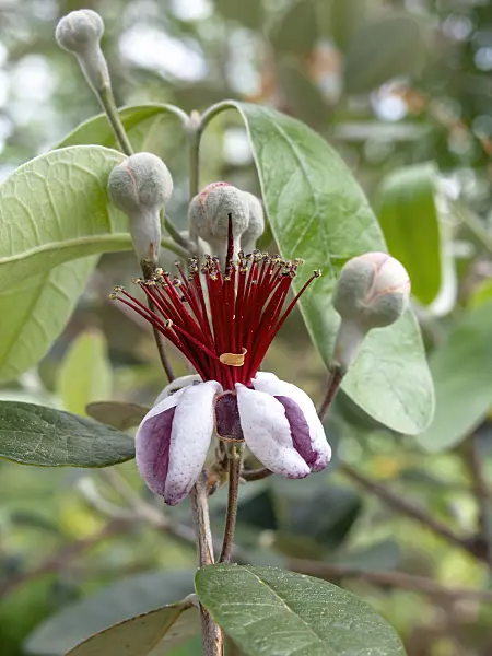 437345 - Pineapple guava (Acca sellowiana)