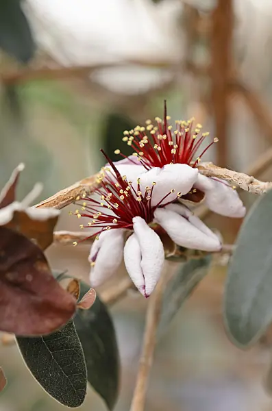 533509 - Pineapple guava (Acca sellowiana 'Mammoth')