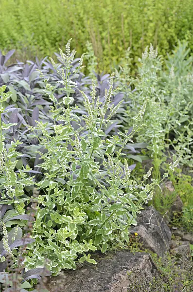 535051 - Pineapple mint (Mentha suaveolens 'Variegata')