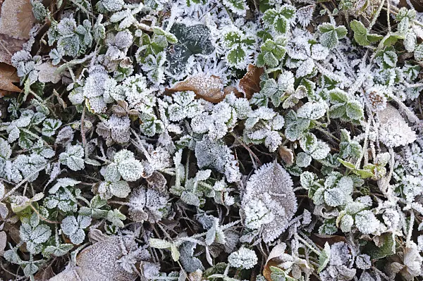 467082 - Pink barren strawberry (Potentilla micrantha) with hoar frost