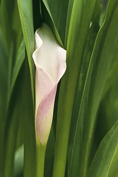 366068 - Pink calla (Zantedeschia rehmannii)