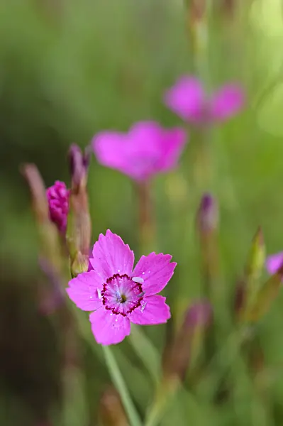 472414 - Pink (Dianthus myrtinervius)