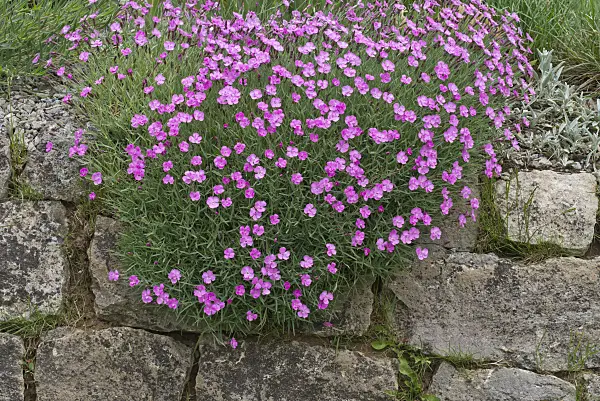556129 - Pink (Dianthus) on a stone wall