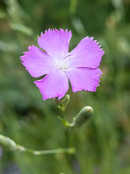 461176 - Pink (Dianthus sylvestris subsp. tergestinus)